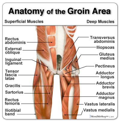 Adductor Tendonitis - Groin Inflammation - Symptoms, Treatment & Rehab