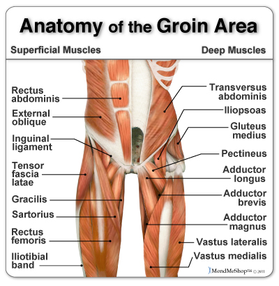 Muscle pain 2025 inner thigh groin