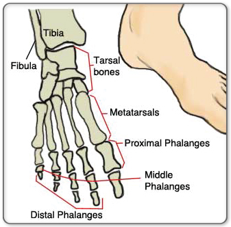 Bones of he foot.