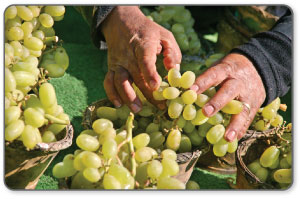 grape harvest extensor tendon strain