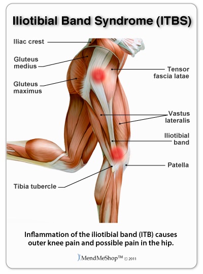 Patellar tendon in the kneecap