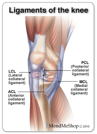 Ligaments of the knee