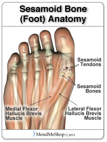 ball feet bone anatomy